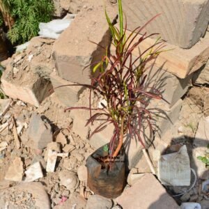 Zanzibar Croton Seedlings