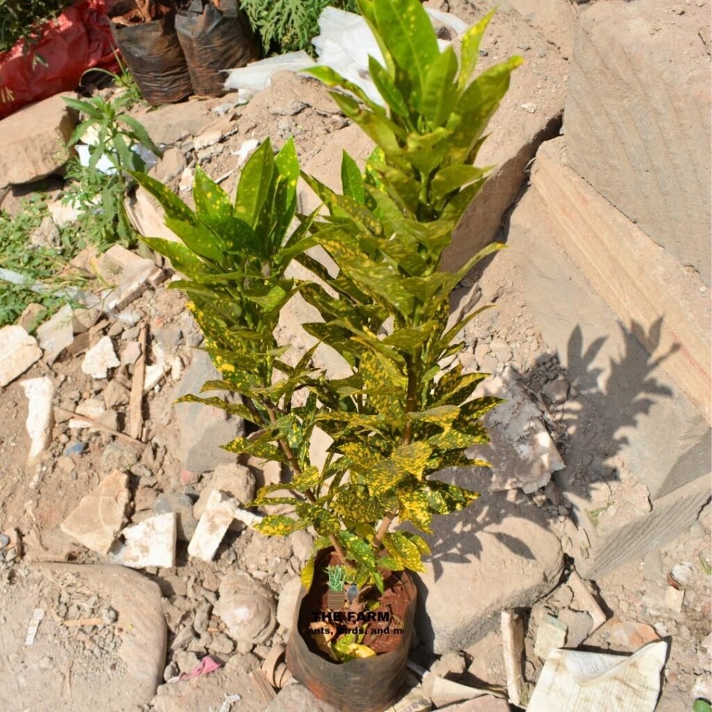 Gold Dust Croton seedlings