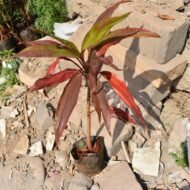 Cordyline Fruticosa Seedlings in Kenya - Image 5