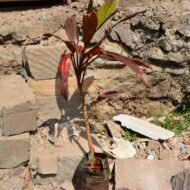 Cordyline Fruticosa Seedlings in Kenya - Image 4