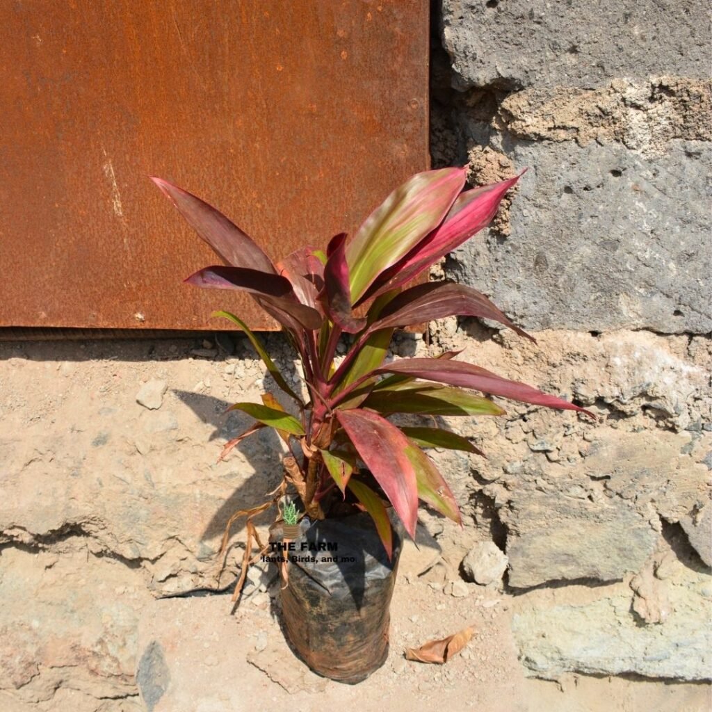 Cordyline Fruticosa Seedlings