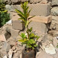Gold Dust Croton Seedlings in Kenya - Image 5