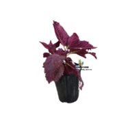 Coleus in Kenya - Image 3