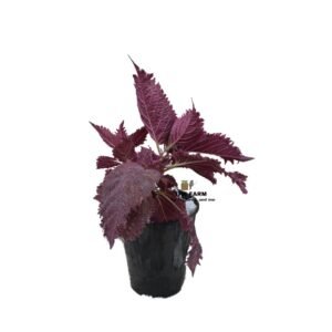 Coleus