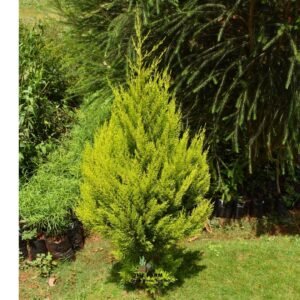 Cypress Lemon