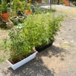 Bamboo Plant in a Plastic Trough Planter