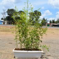 Bamboo Plant in a Plastic Trough Planter - Image 4