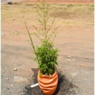 Bamboo Plant in a Fiberglass Planter - Image 2