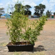 Bamboo Plant in a Plastic Trough Planter - Image 3