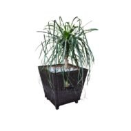 Ponytail Palm in a Rattan Planter (44x44cm)