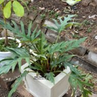 Philodendron in a Concrete Planter - Image 2