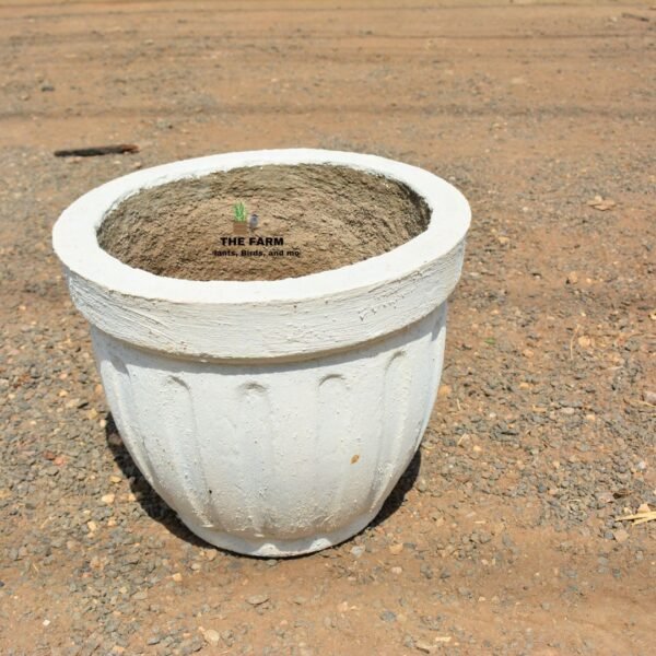 cylindrical concrete planter