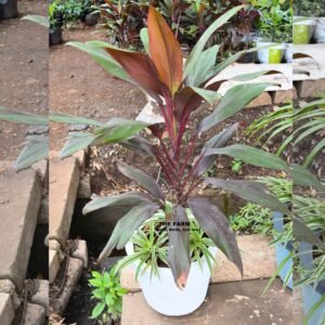 Cordyline Plant (Good Luck Plant)