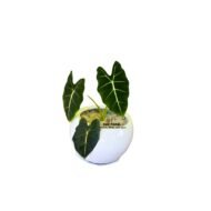 Alocasia Plant in a Fiberglass Pot (9x7cm) - Image 3