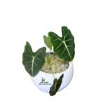 Alocasia Plant in a Fiberglass Pot (9x7cm)