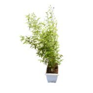 Bamboo Plant in a Plastic Trough Planter - Image 2