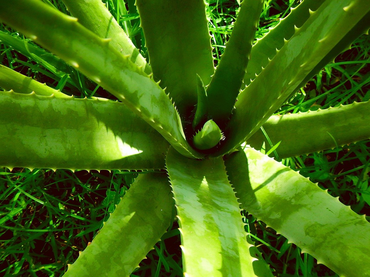 aloe vera, nature, aloe