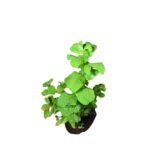 Mint Plant Seedlings