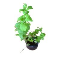 Mint Plant Seedlings - Image 2