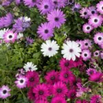 Close up of Flowers