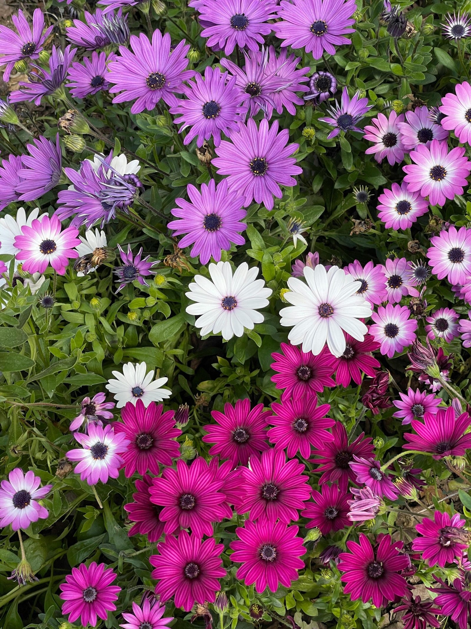 Close up of Flowers