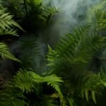 Photo of Fern Plants