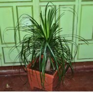 Ponytail Palm Plant in a Large Plastic Planter (385 × 385 × 339 cm)