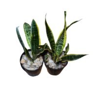 Snake Plant in a Small Plastic Planter