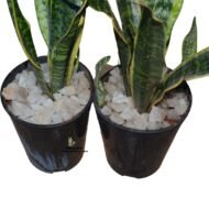 Snake Plant in a Small Plastic Planter - Image 2