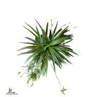 Spider Plant in a Plastic Planter (244 × 244 × 192 cm) - Image 2