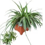 Spider Plant in a Plastic Planter (244 × 244 × 192 cm)