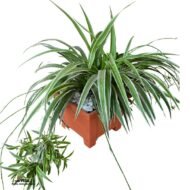 Spider Plant in a Plastic Planter (244 × 244 × 192 cm)