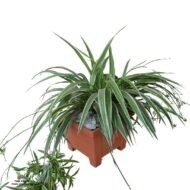 Spider Plant in a Plastic Planter (244 × 244 × 192 cm) - Image 3