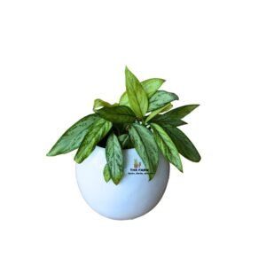 Aglaonema Pearl in a Spherical Fiber Glass Planter