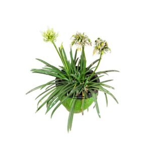 Agapanthus Eydori White in a Clay Pot Planter