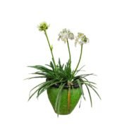 Agapanthus Eydori White in a Clay Pot Planter - Image 2