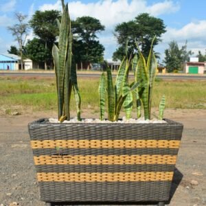 Snake Plant in a Rattan Planter