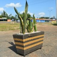 Snake Plant in a Rattan Planter - Image 4