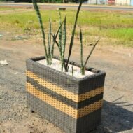 Snake Plant in a Rattan Planter - Image 3