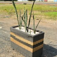 Snake Plant in a Rattan Planter - Image 2