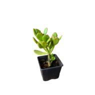 Jade plant - Image 2