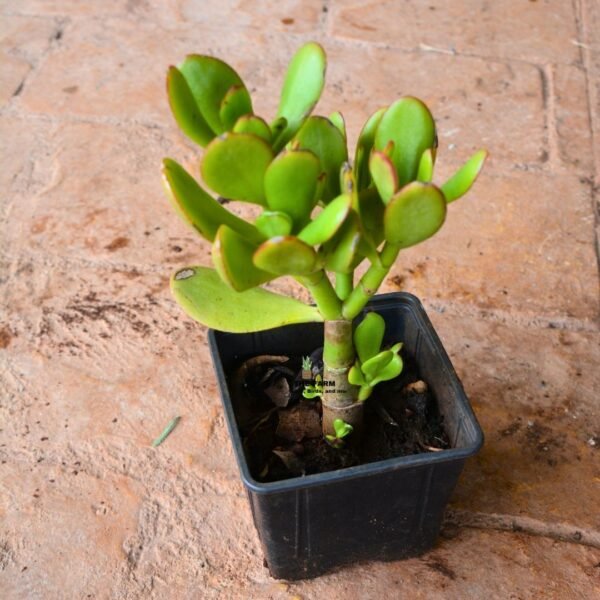 Crassula Ovata Jade