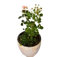 Pink Rose in a Clay Pot - Image 2