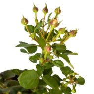 Pink Rose in a Clay Pot - Image 3