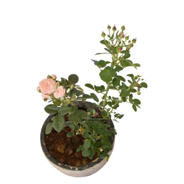 Pink Rose in a Clay Pot