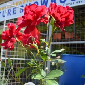 Red Rose in a Clay Pot