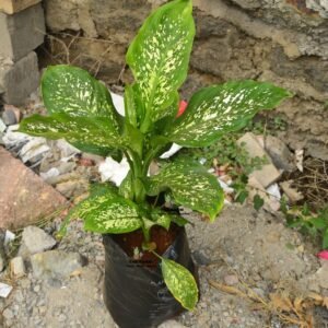 Green Dieffenbachia