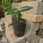 Alocasia Micholitziana 'Frydek' (Green Velvet)