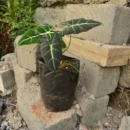 Alocasia Micholitziana 'Frydek' (Green Velvet)