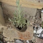 Lavandula x allardii Seedling